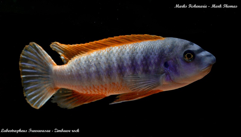Labeotropheus trewavasae 'Zimbawe Rock'